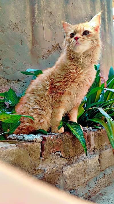 Persian cat 