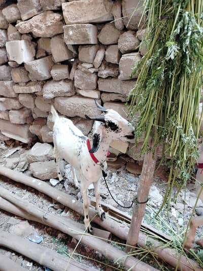 bakra 2 dant