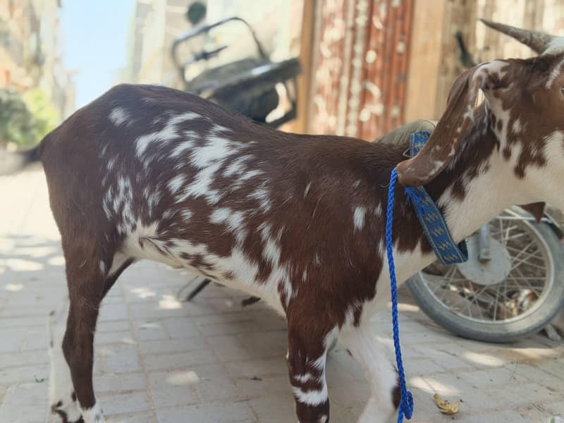 bakri 0
