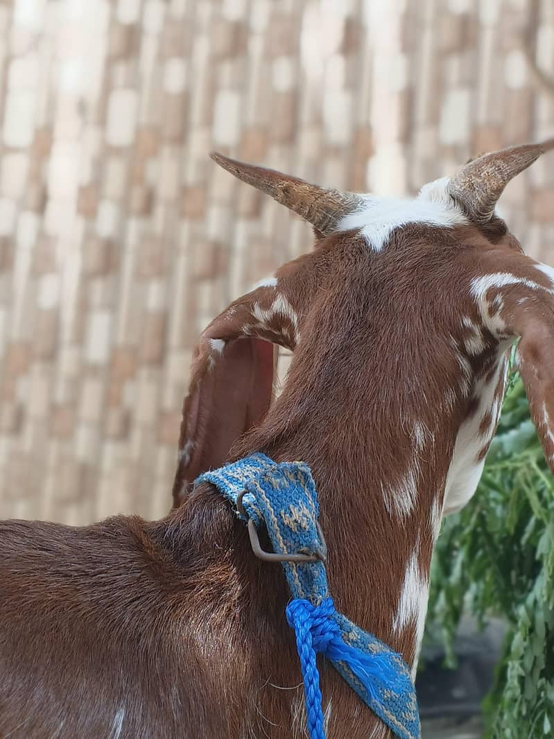 bakri 1