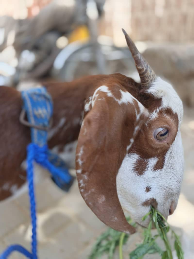 bakri 2