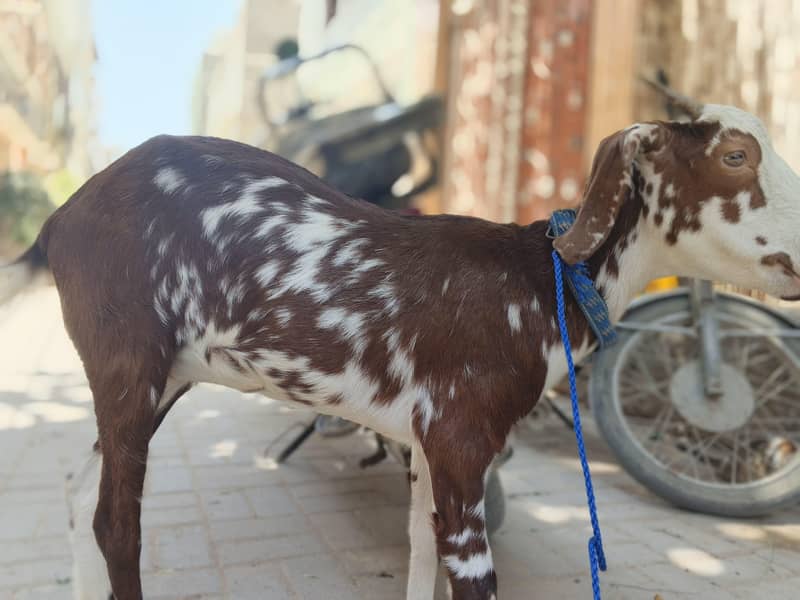 bakri 3
