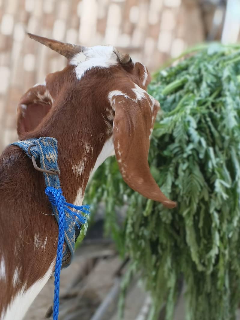 bakri 4