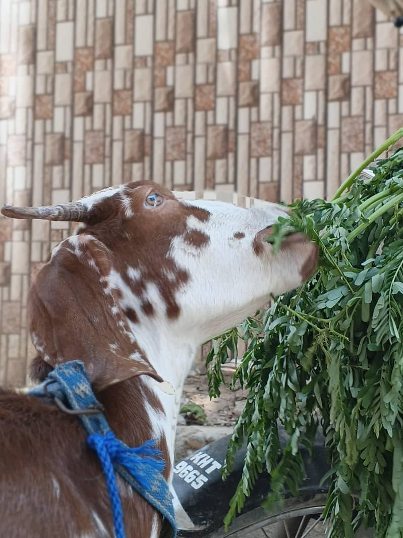 bakri 5
