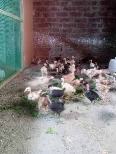 Naked neck ganji breed chicks Available