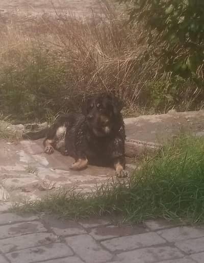 Very intelligent and friendly female dog