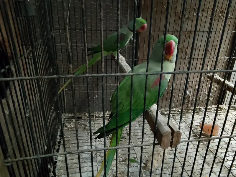Raw Kashmiri Breeder Pair