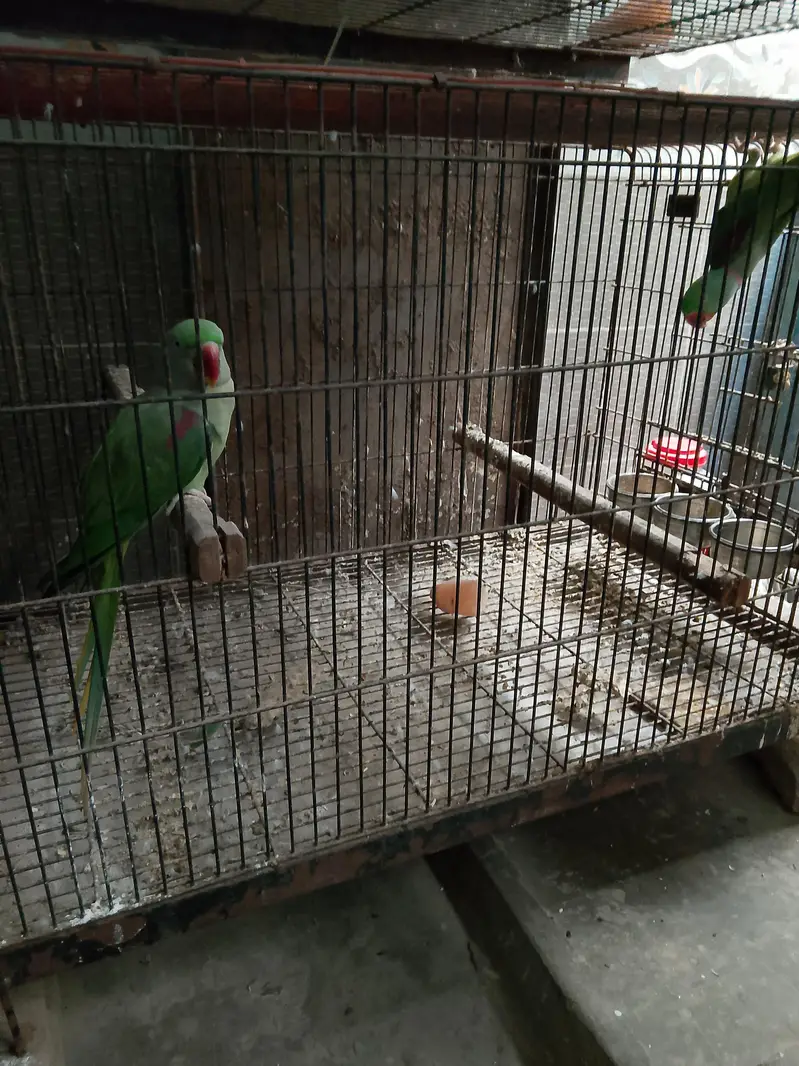 Raw Kashmiri Breeder Pair — photo 2