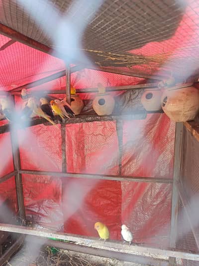 lovebirds+Australia Buggies+Cage sale ha