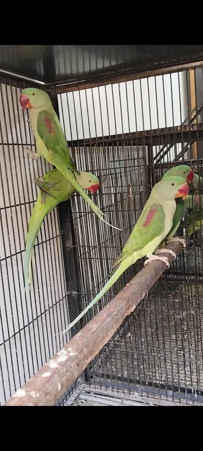 Raw Patho k confrom pair