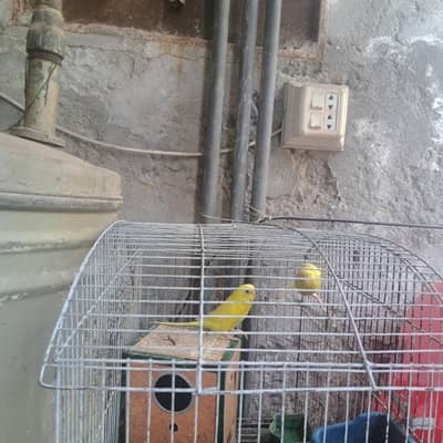 australian parrots sale with cage