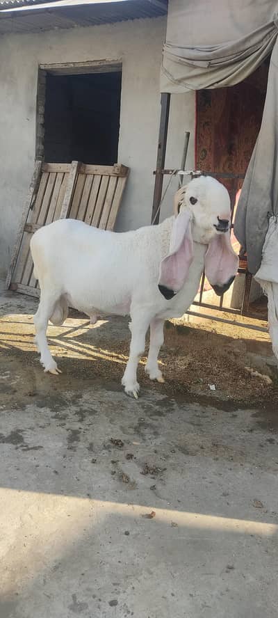 dumba kajla for sale