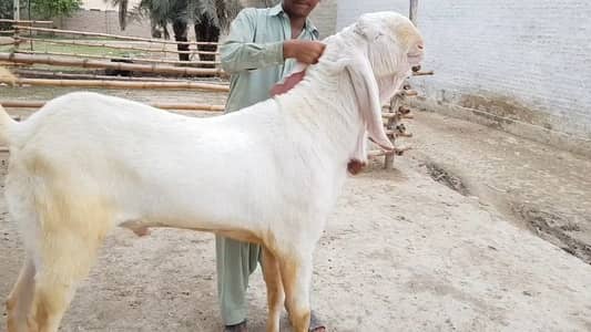 Qurbani ke liye Bakra For Sale _ 03228068308