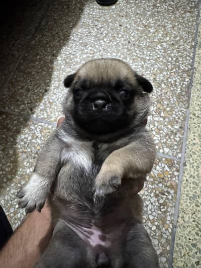 I'm selling pug female puppy