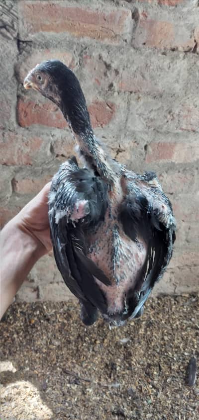 Aseel Chick's for sale