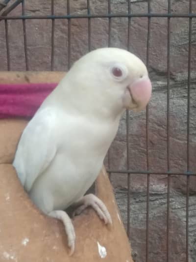 albino Parrots