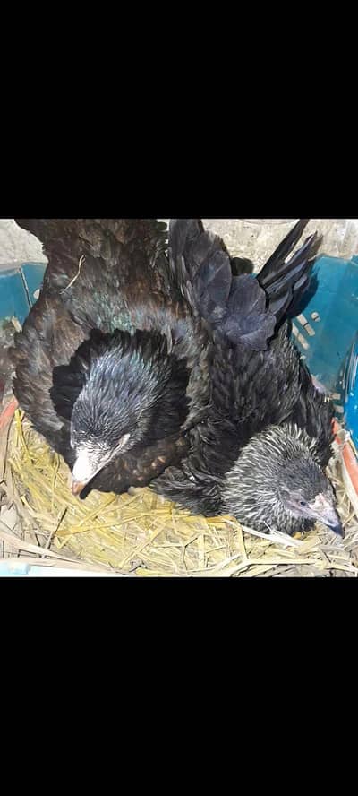 kruk aseel desi hens