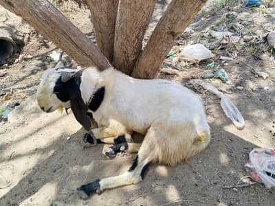 Ando bakra he gr ka pla hoya he anty ne kud pala he