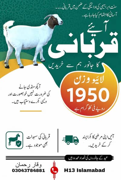 Bakra|Donda|Goat|Qurbani|Beetal bakra |Desi Bakra |Qurbani|بکرا
