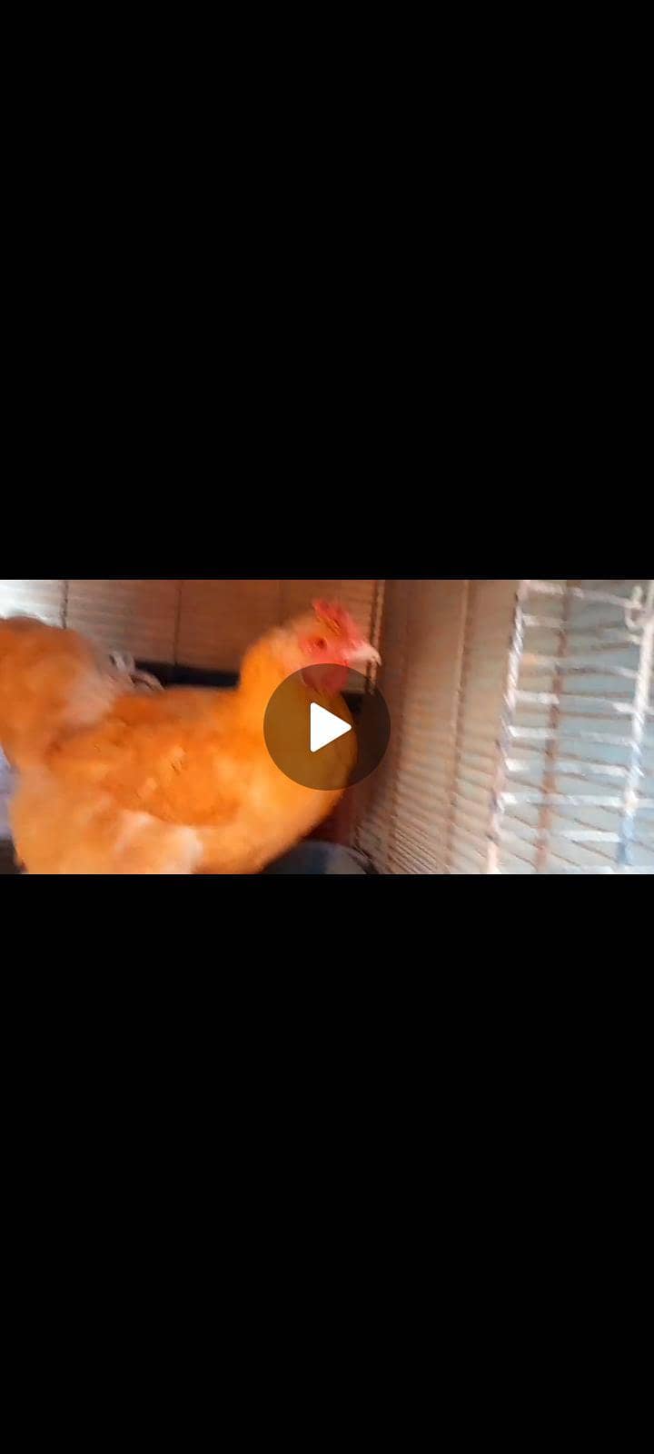 golden buff 2