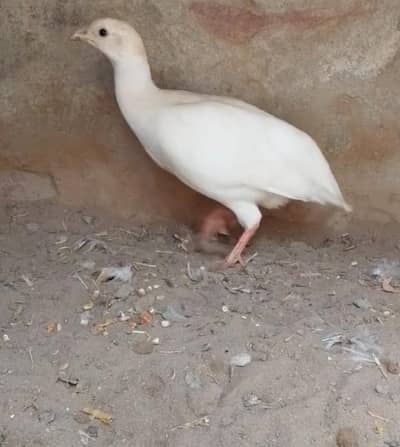 white titar female