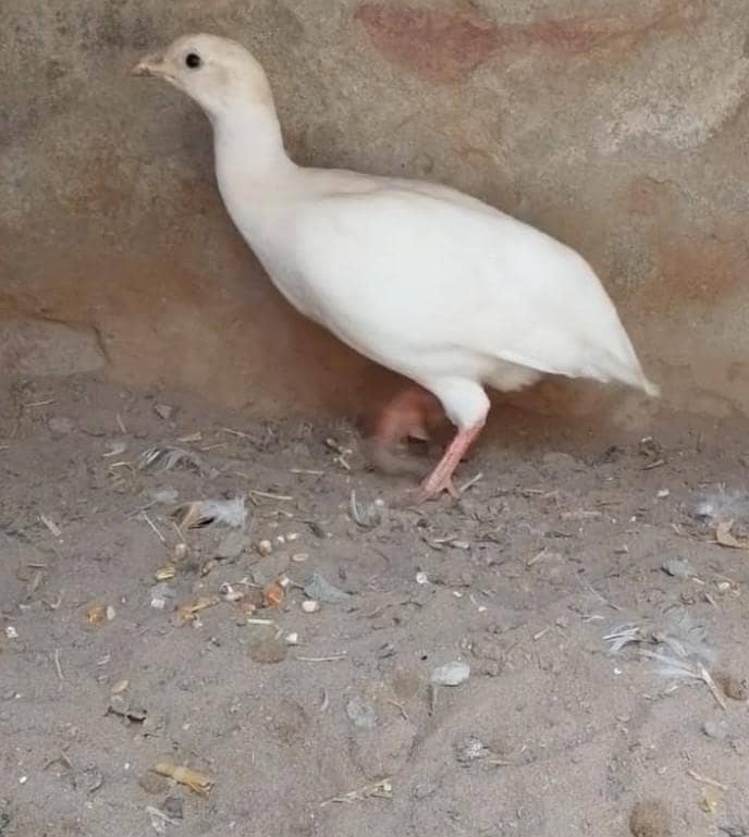 white titar female 0