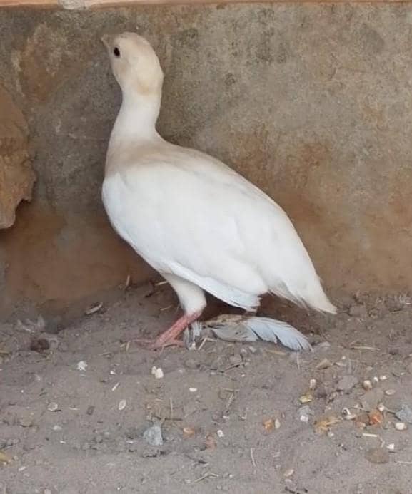 white titar female 1