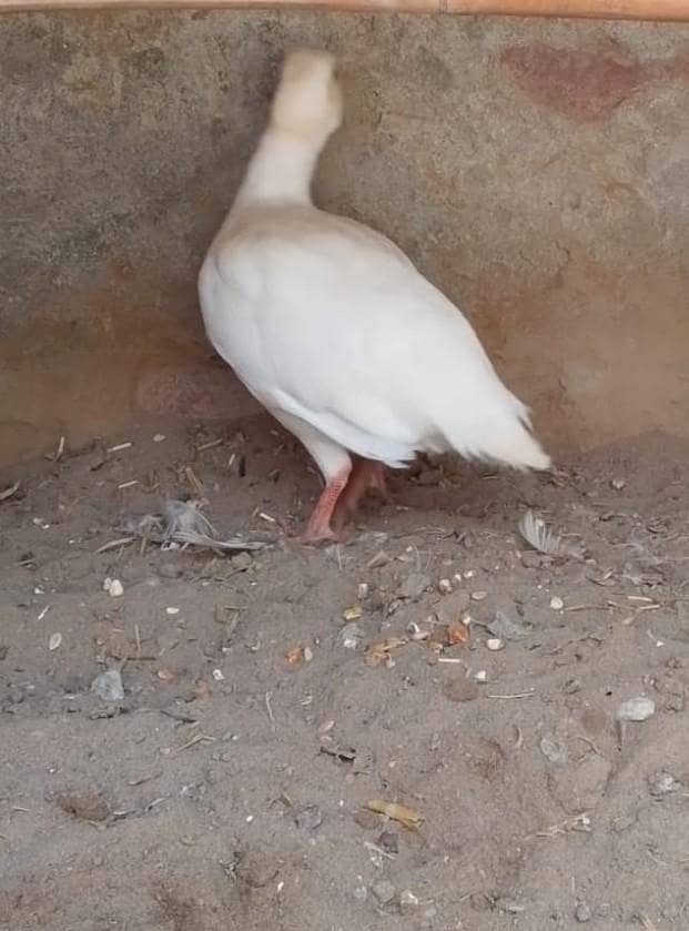 white titar female 2