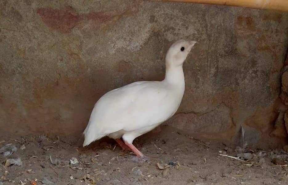 white titar female 3