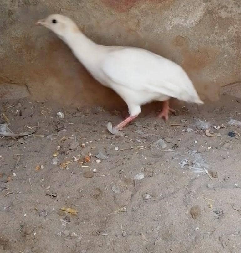 white titar female 4
