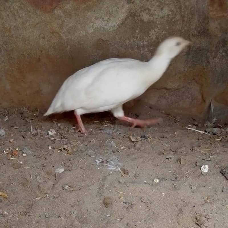 white titar female 5