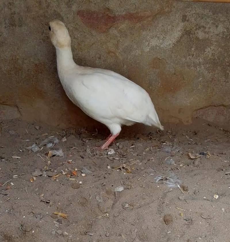 white titar female 6