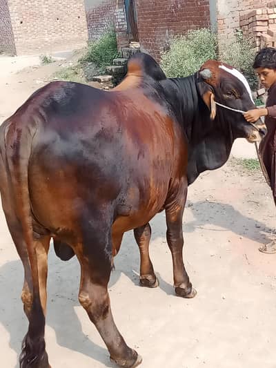 pure Saiwal bull for Qurban  .  6   Mann Weight