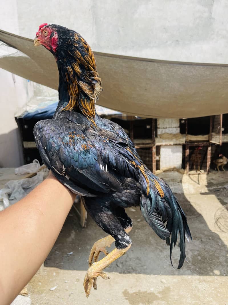 Breeder aur patha pathi available 0