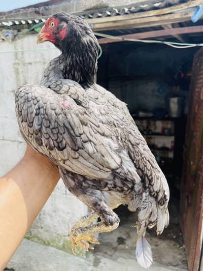 Breeder aur patha pathi available