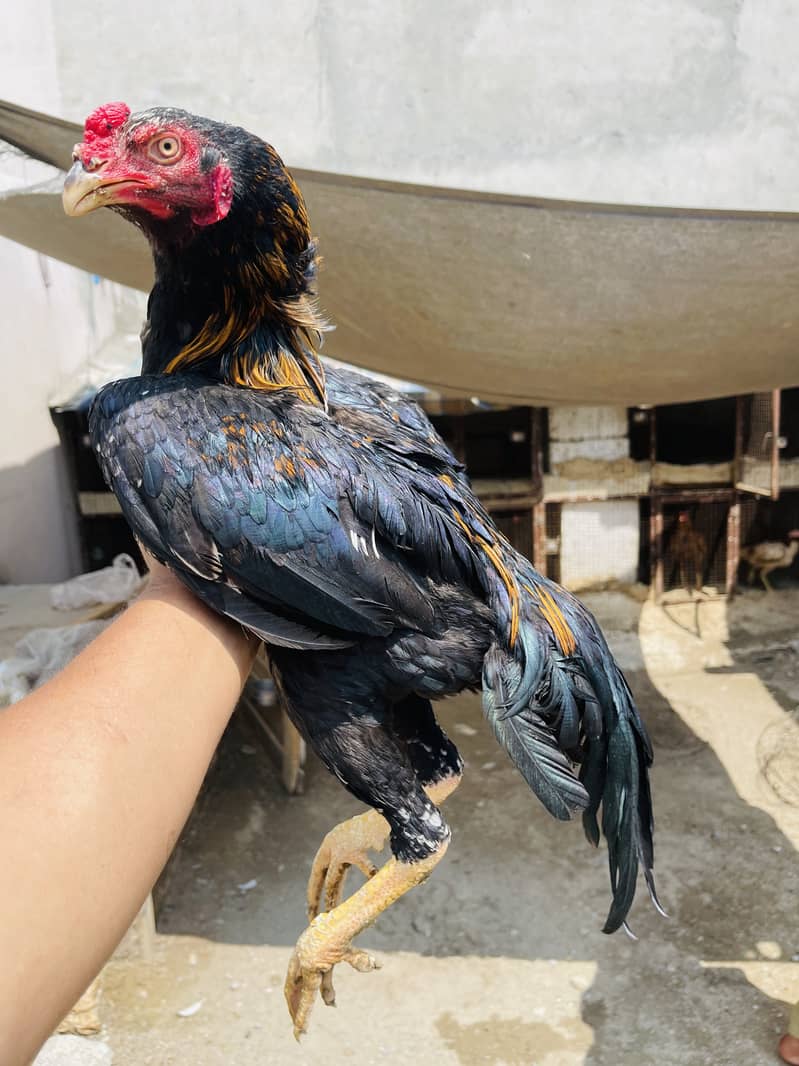 Breeder aur patha pathi available 2