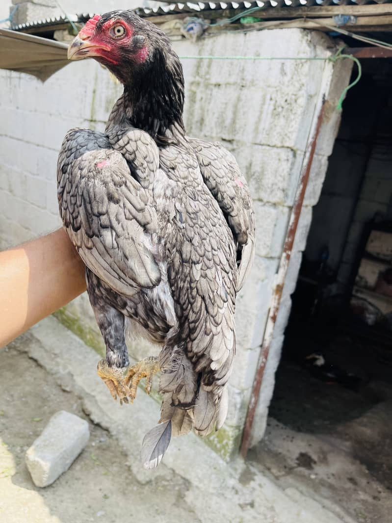 Breeder aur patha pathi available 3