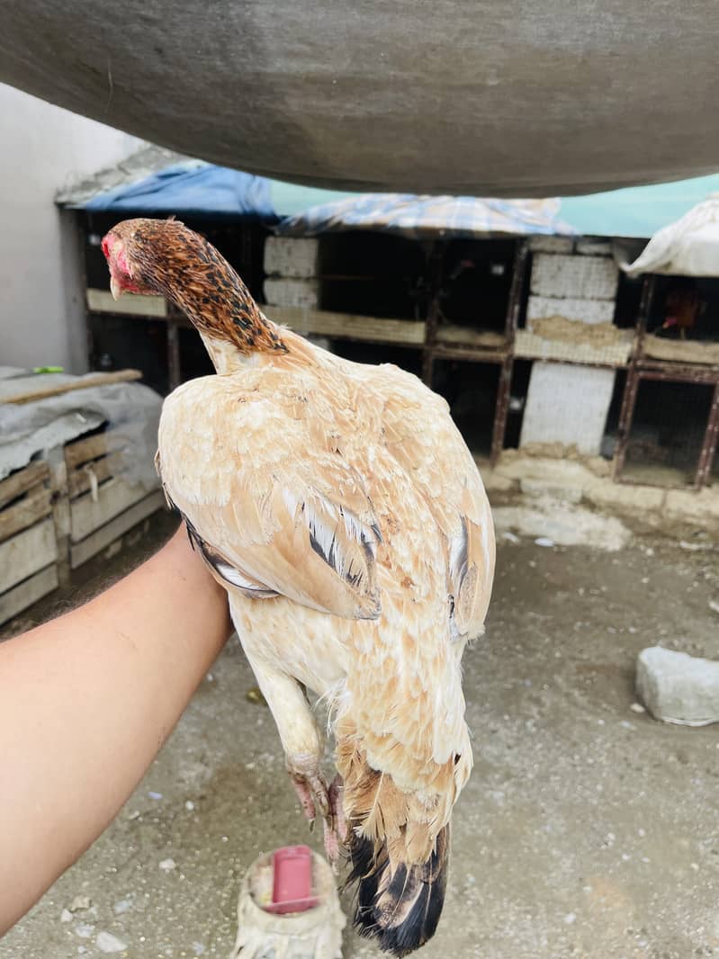 Breeder aur patha pathi available 4