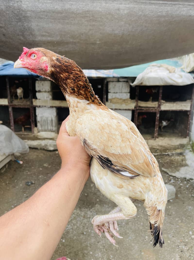 Breeder aur patha pathi available 5