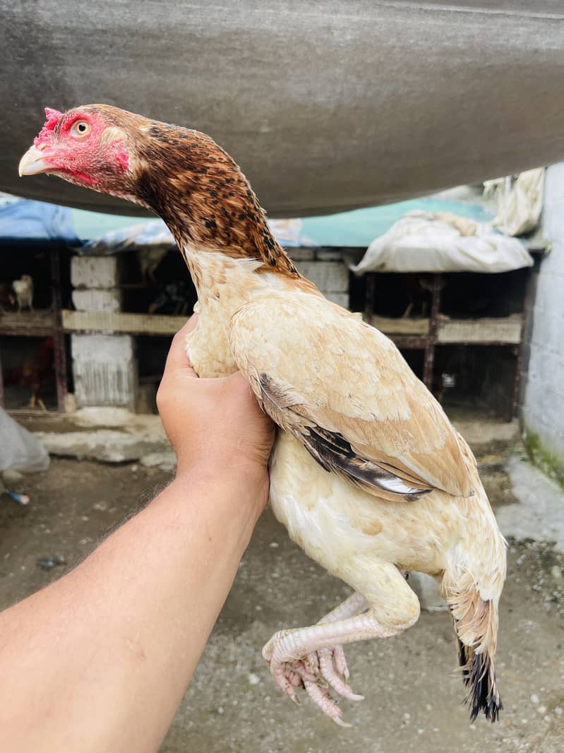 Breeder aur patha pathi available 6