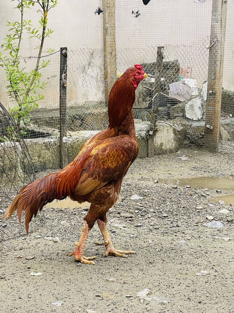Breeder aur patha pathi available 7