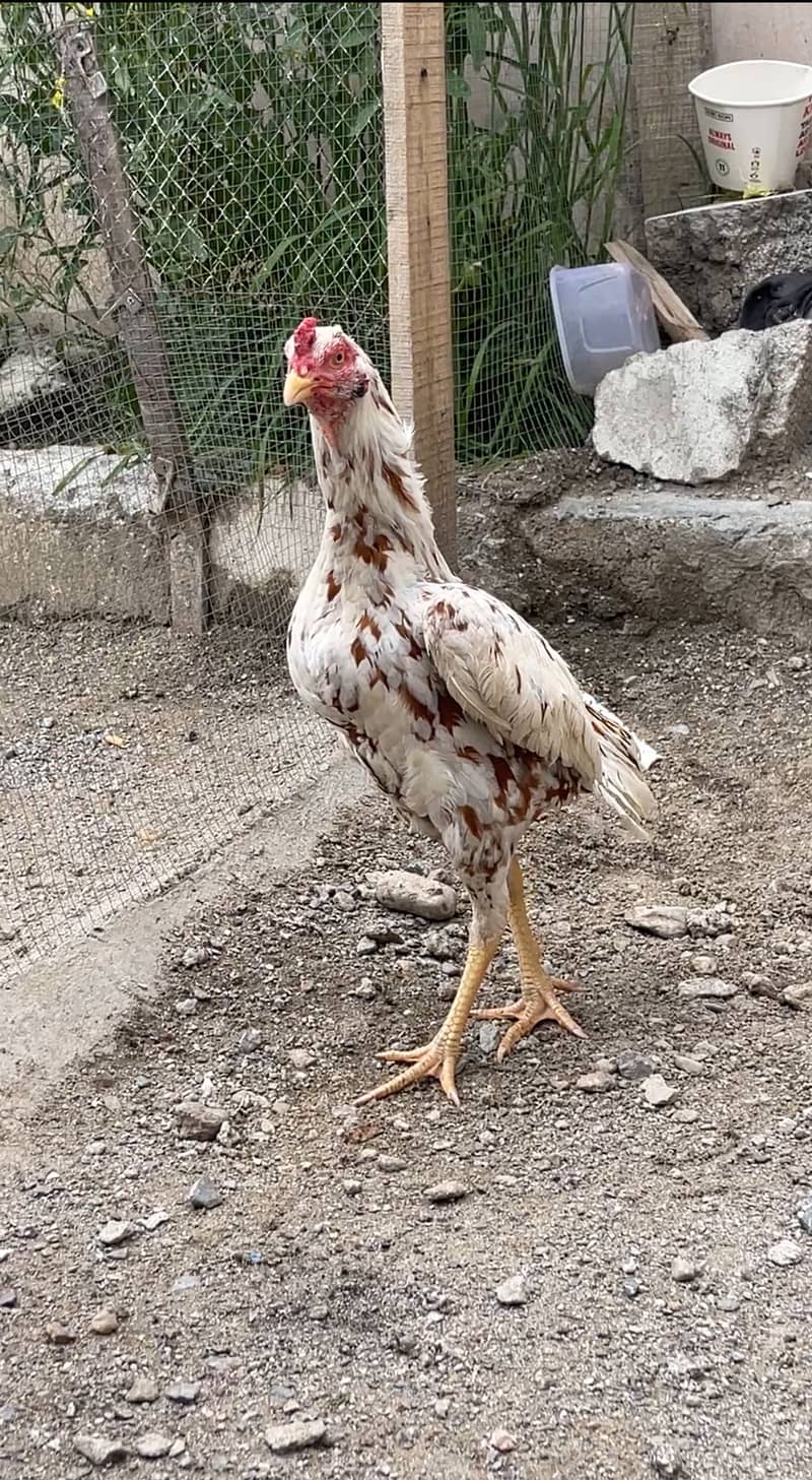 Breeder aur patha pathi available 8