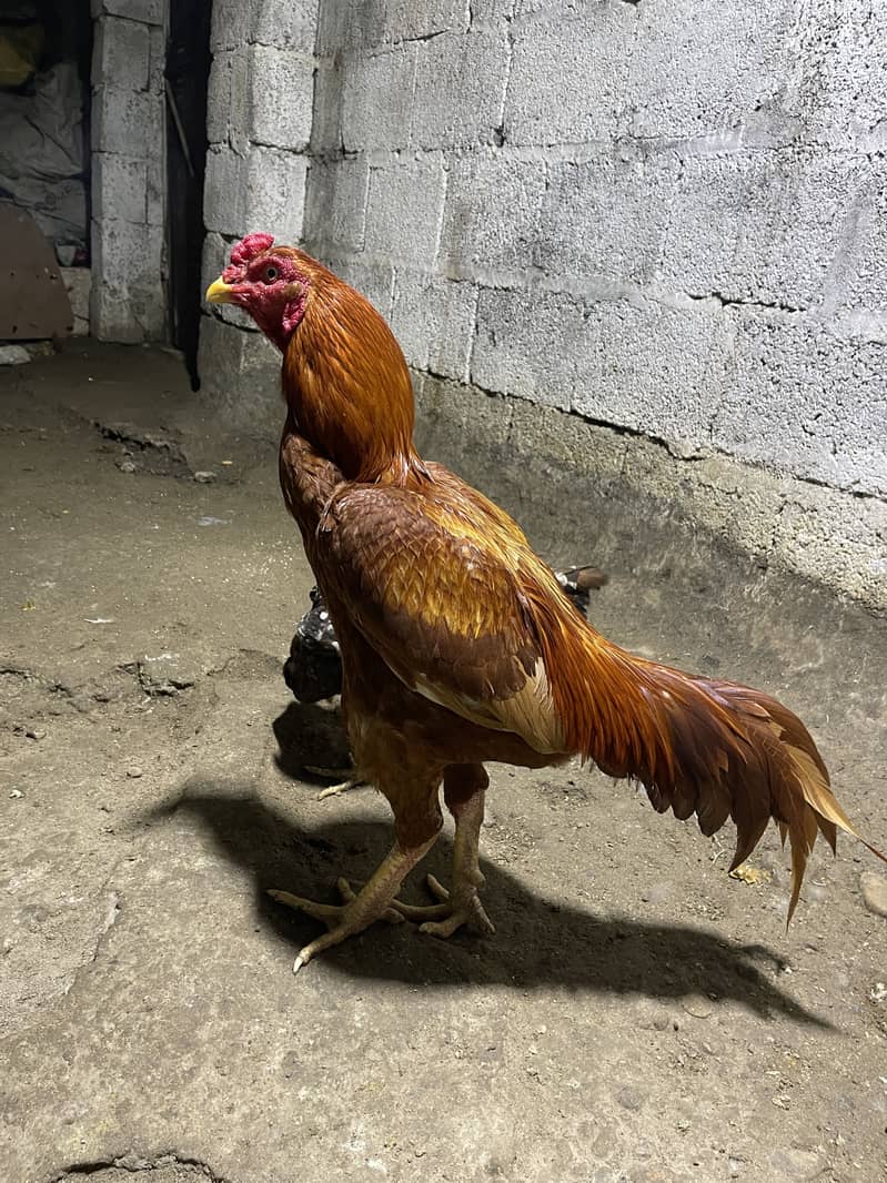 Breeder aur patha pathi available 9