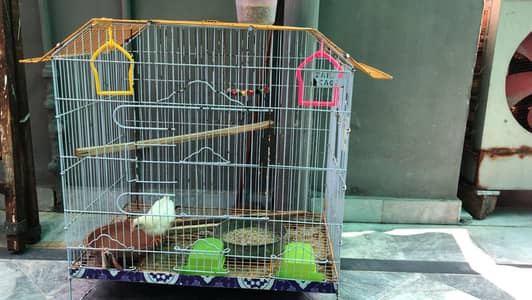 cage and chick