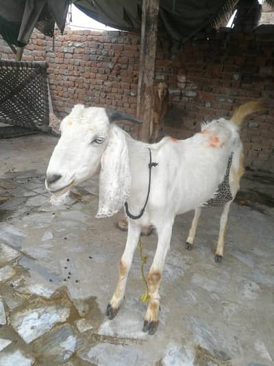 Qurbani ka janwar  haii danto se 2 haii