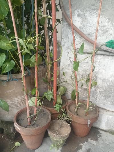 Money plant.