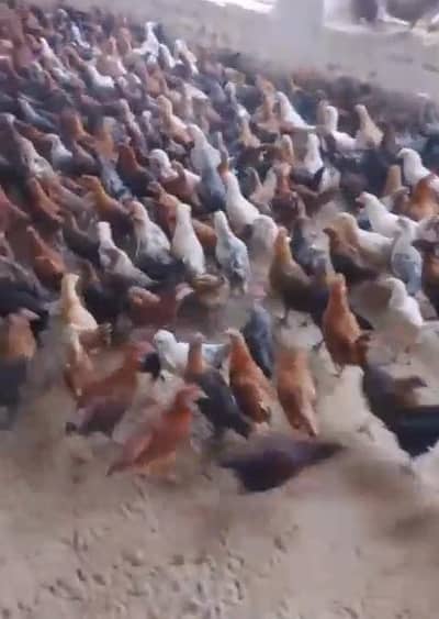 Good breed chicks for Sale