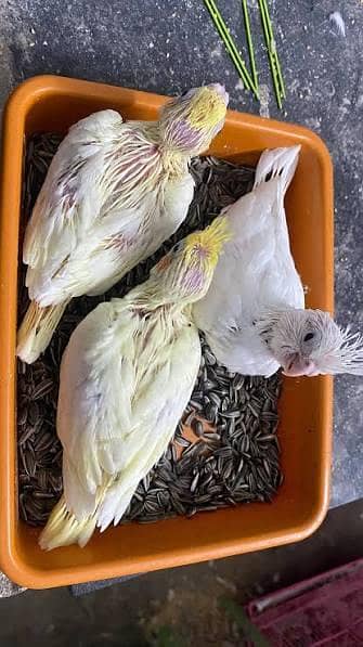 Cream Cocktail chicks ( Red eyes)
