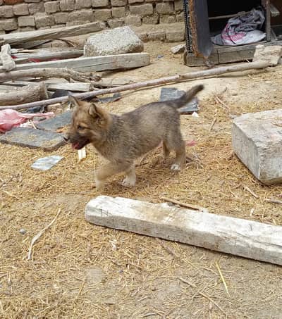 Alsation Bagyari puppy