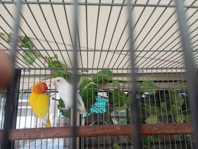 Love bird pair and budgies